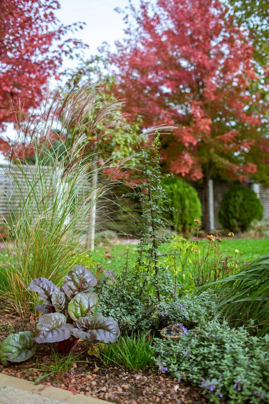A garden in autumn with red maples, ornamental grasses and low plantings