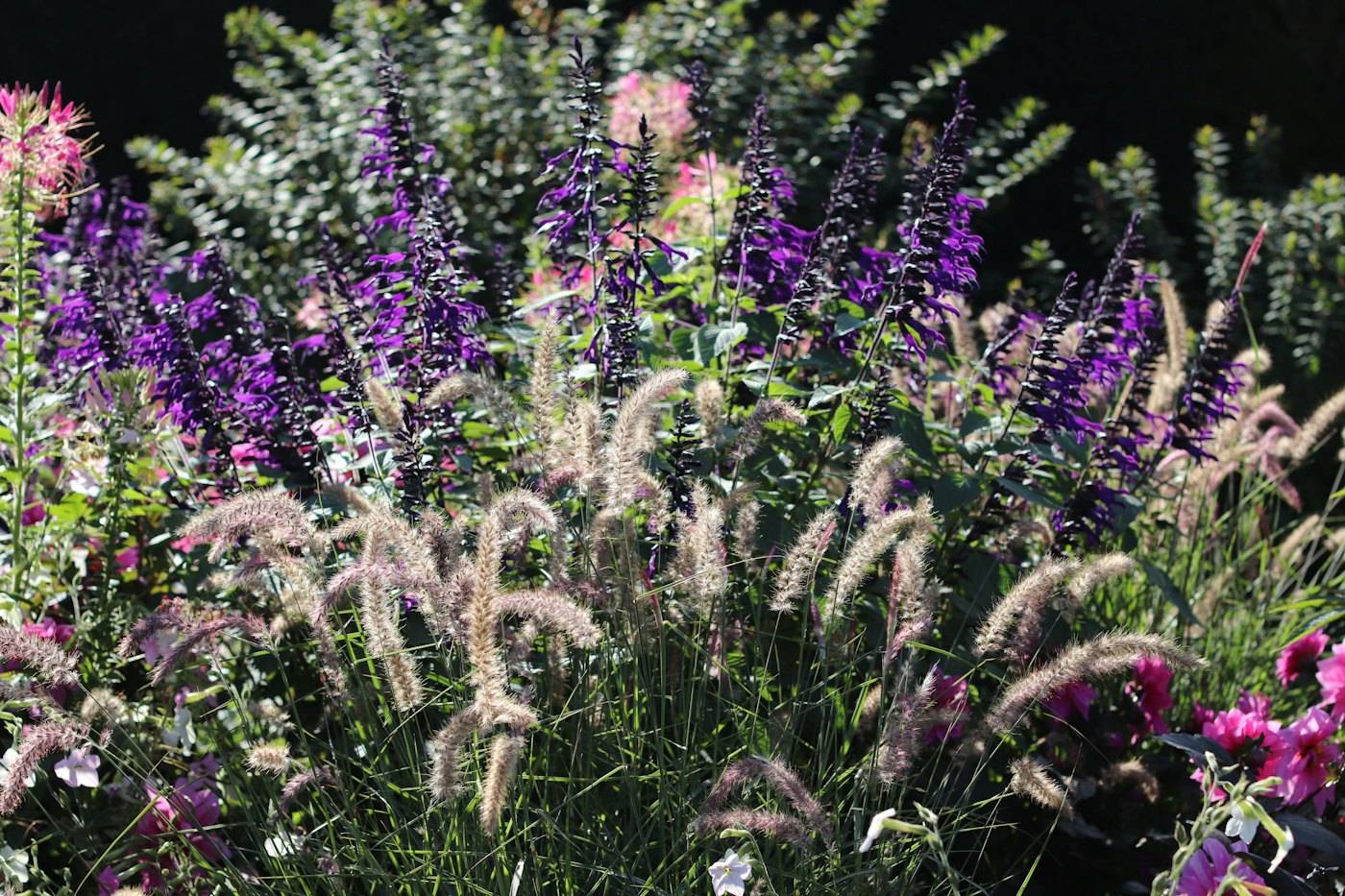 A garden bed of purple salvia, pink flowers and feathery ornamental grass