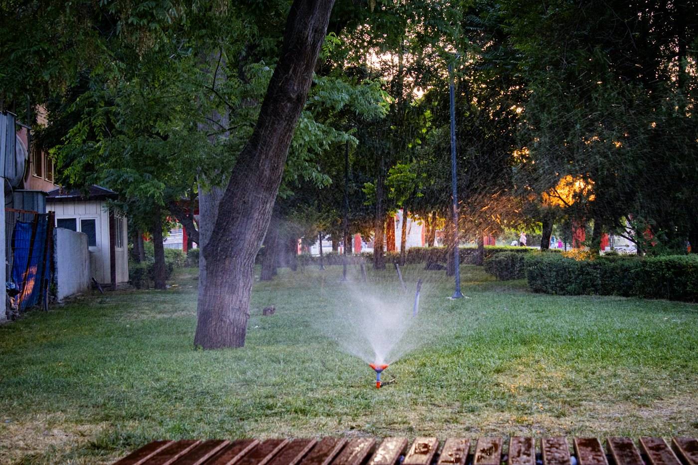 A sprinkler watering a lawn at sunset under tall trees