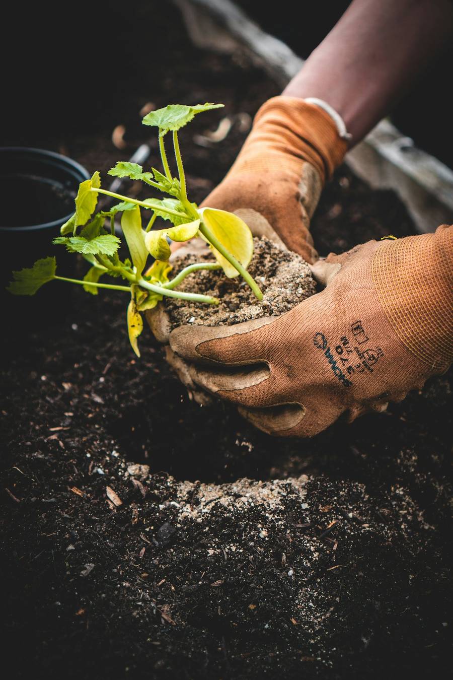 Gloved hands setting a young plant into dark soil