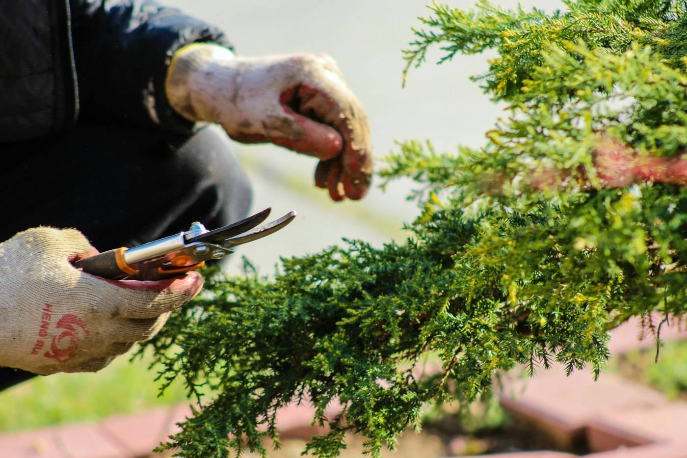 Gloved hands trimming a juniper with pruning shears