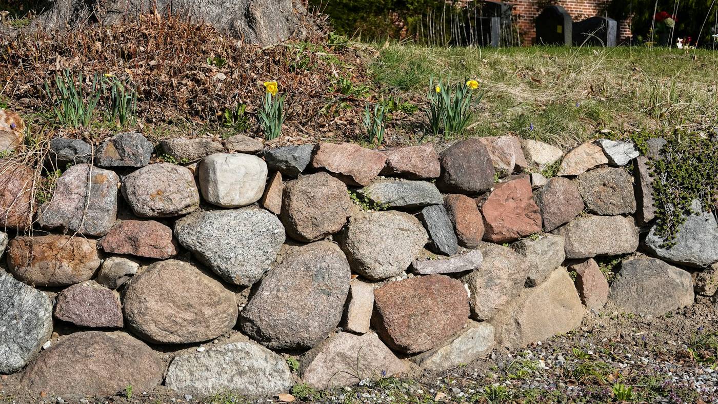 Yellow daffodils coming up along a dry stone wall