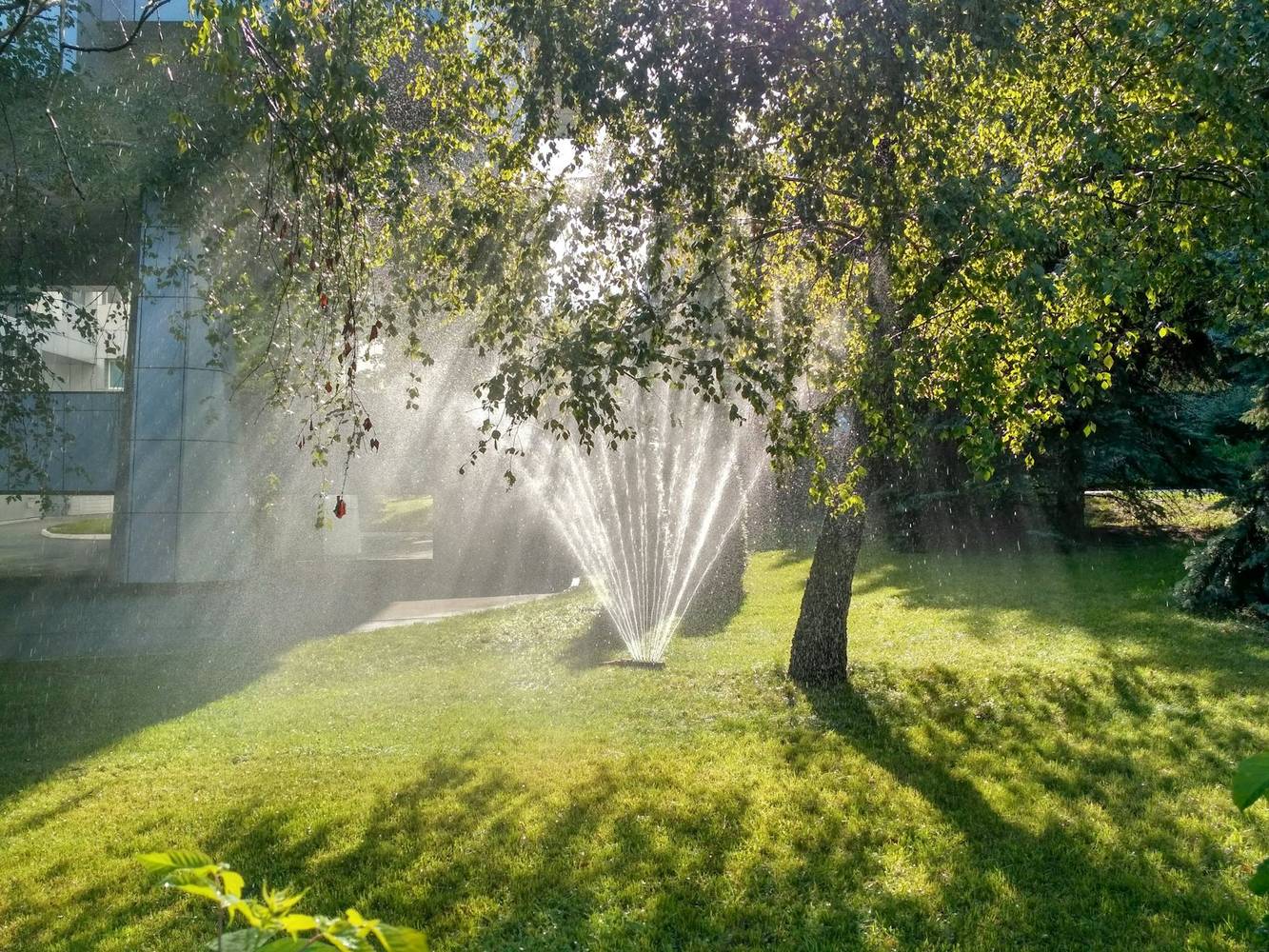 A sprinkler watering a green lawn in low summer sun