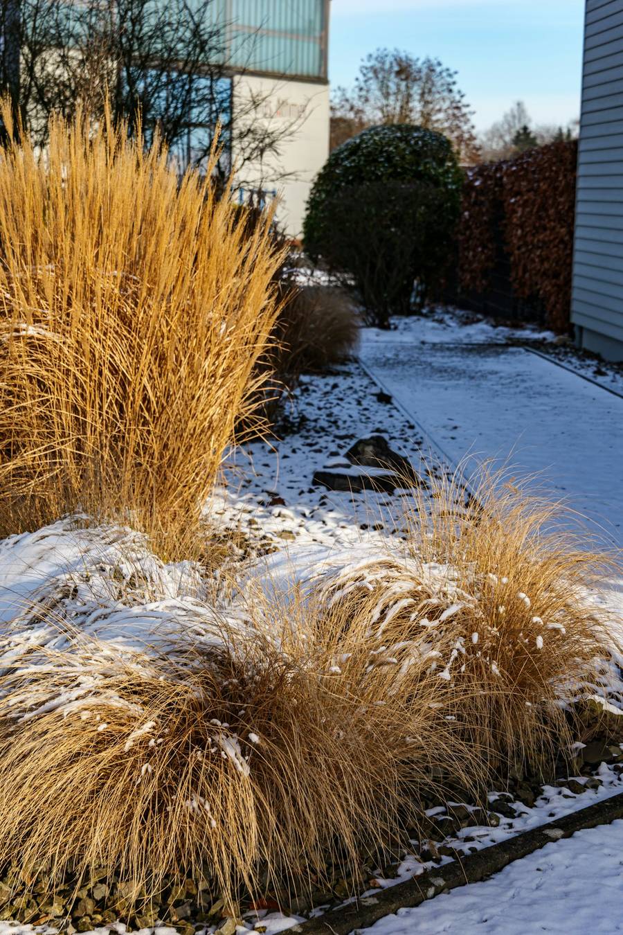 Ornamental grasses standing tall in a garden dusted with snow
