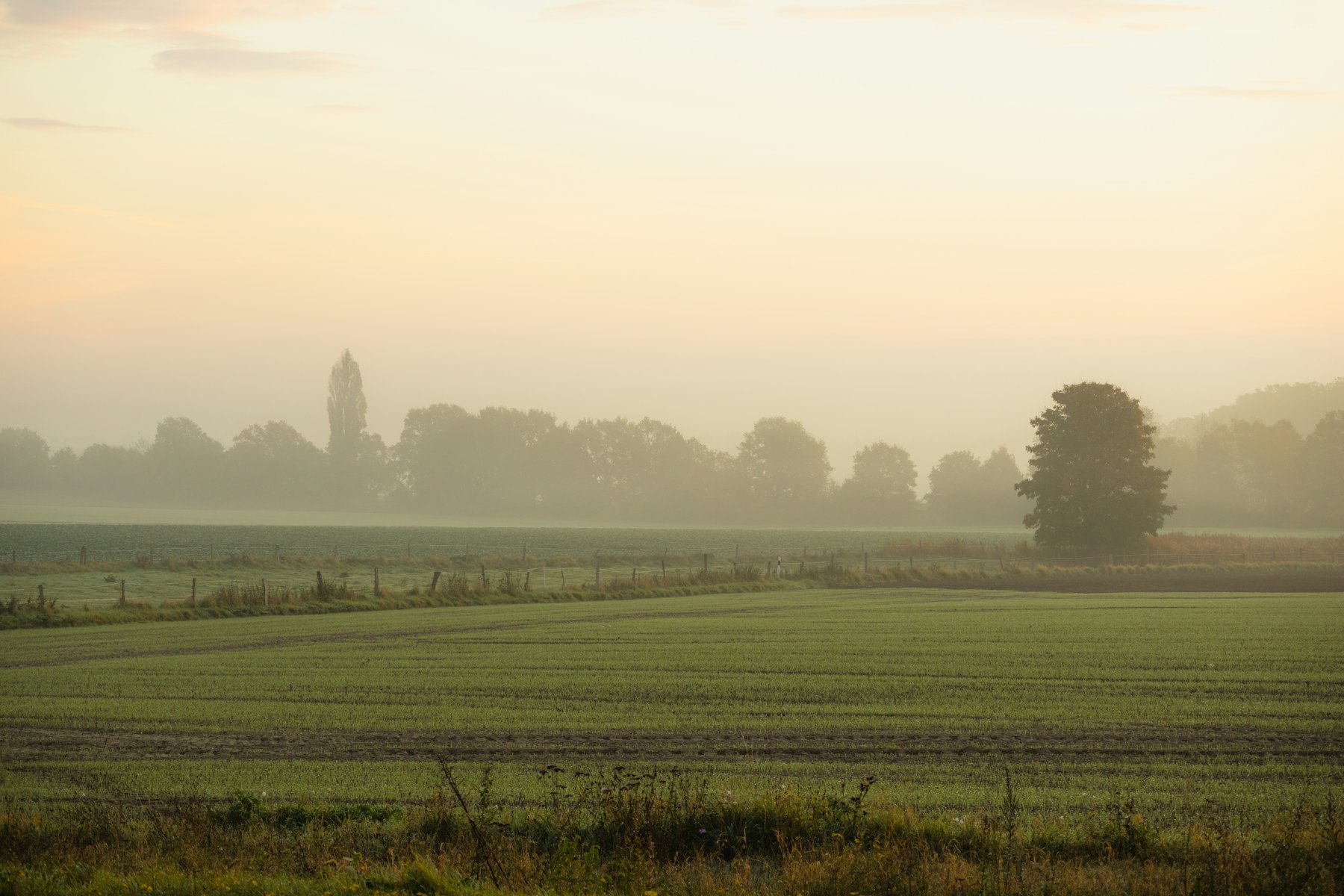A quiet field and distant trees softened by morning fog