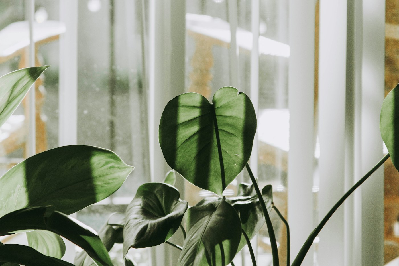 A leafy plant in a pot in front of a bright window