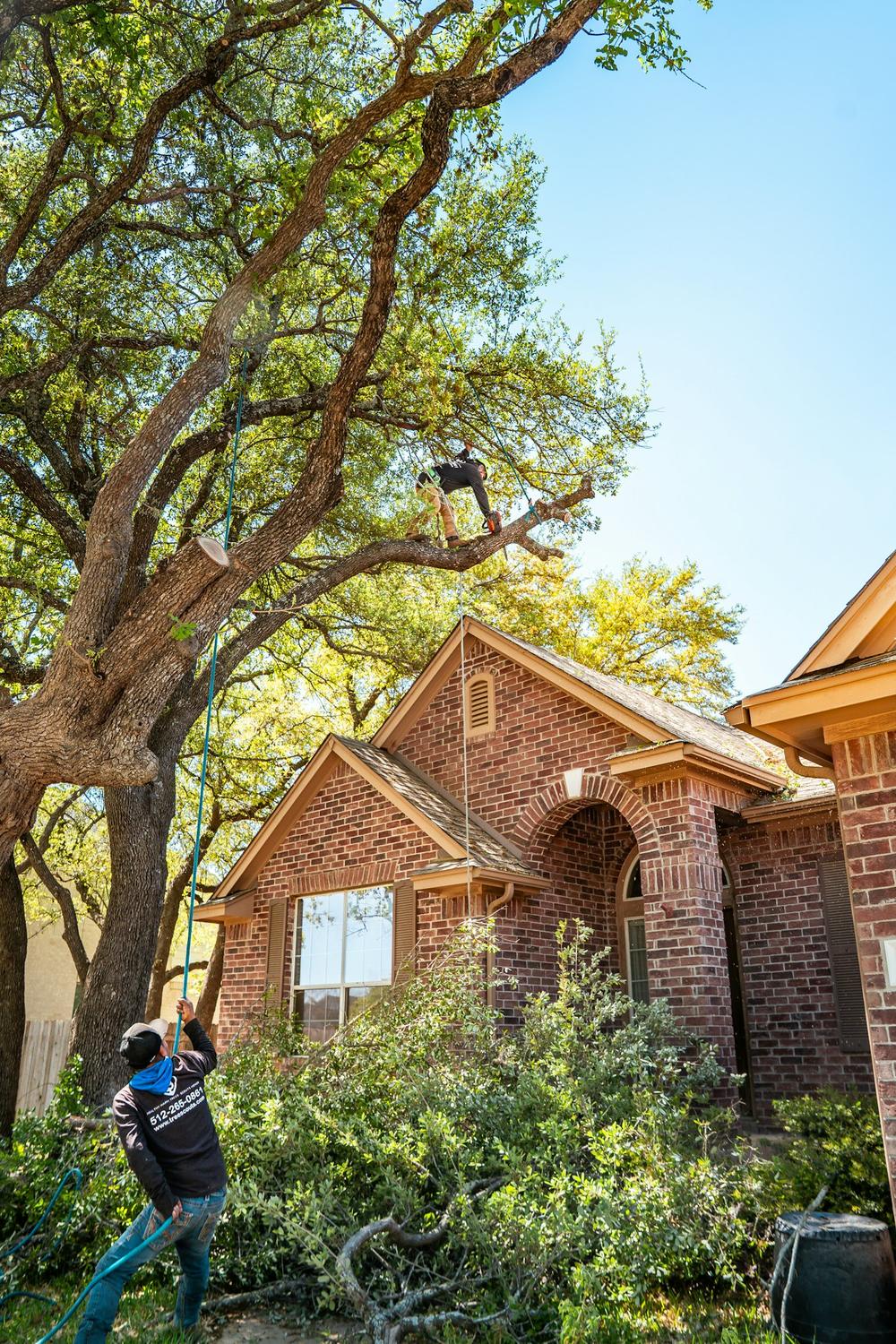A tree crew member on the ground beside a brick house, looking up at a large tree