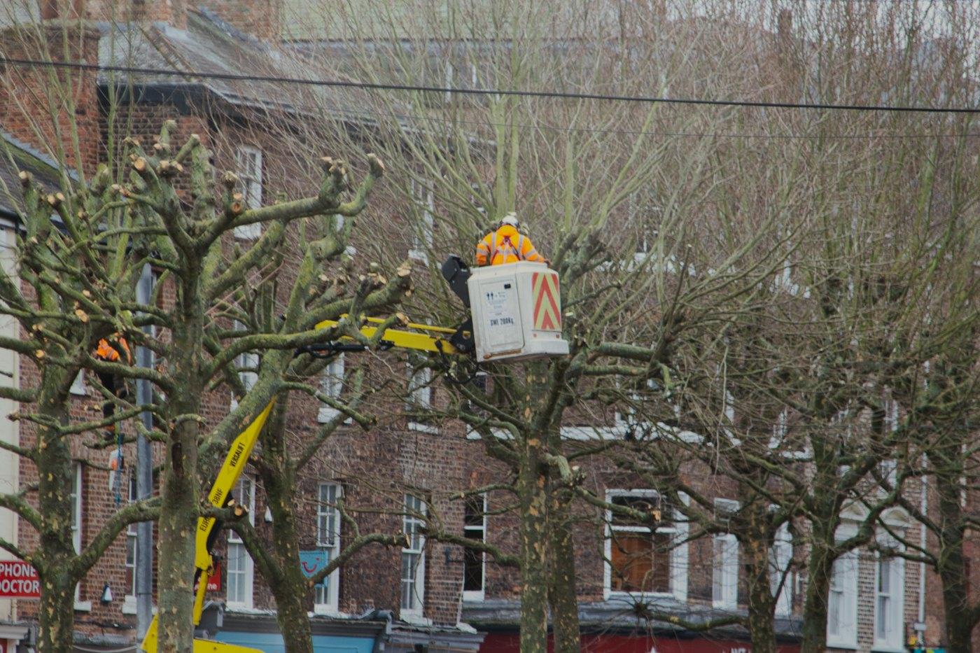 A tree worker in a bucket lift cutting back storm-damaged branches along a street