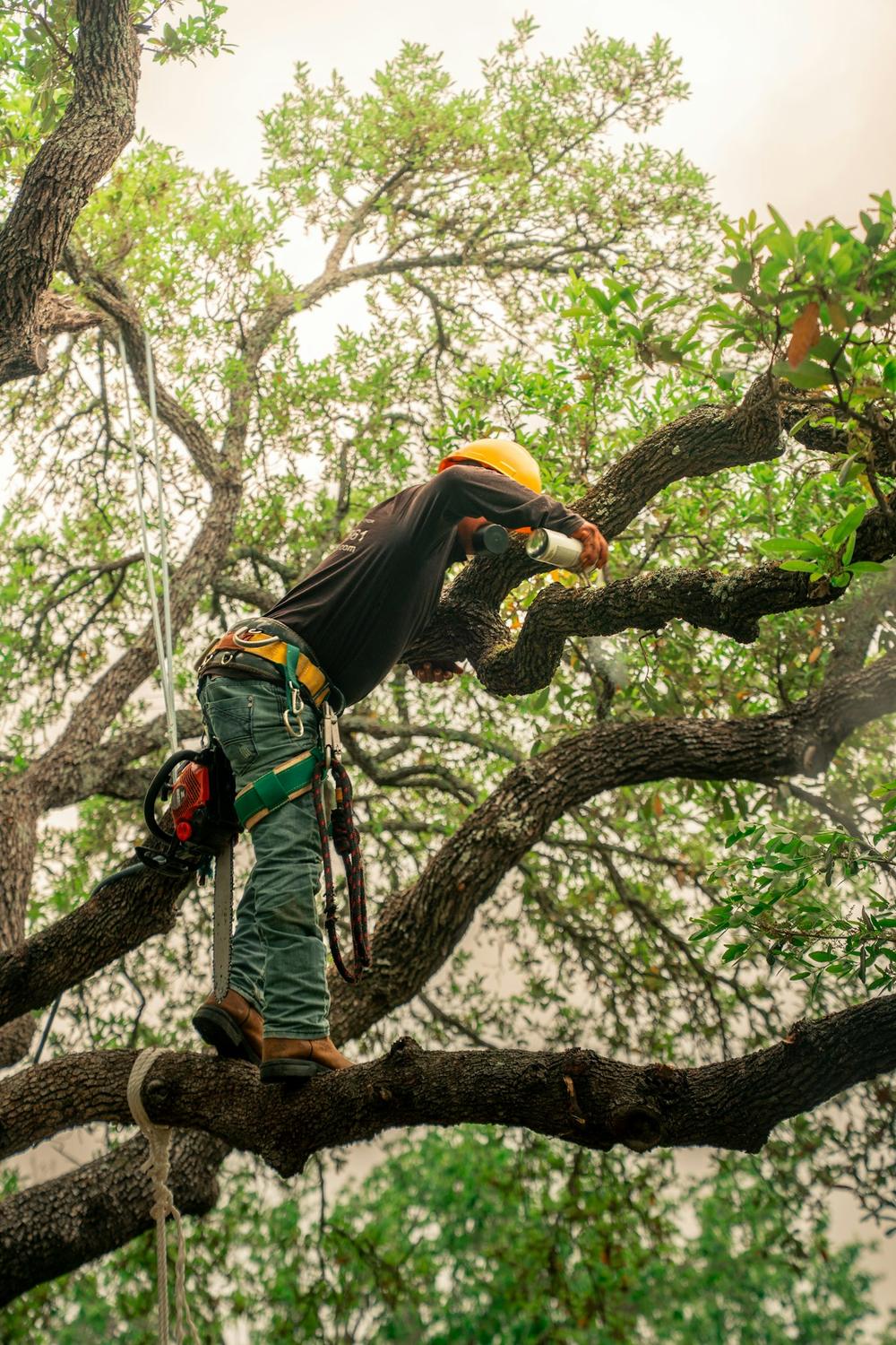 A climber in an orange helmet working among the branches of an oak