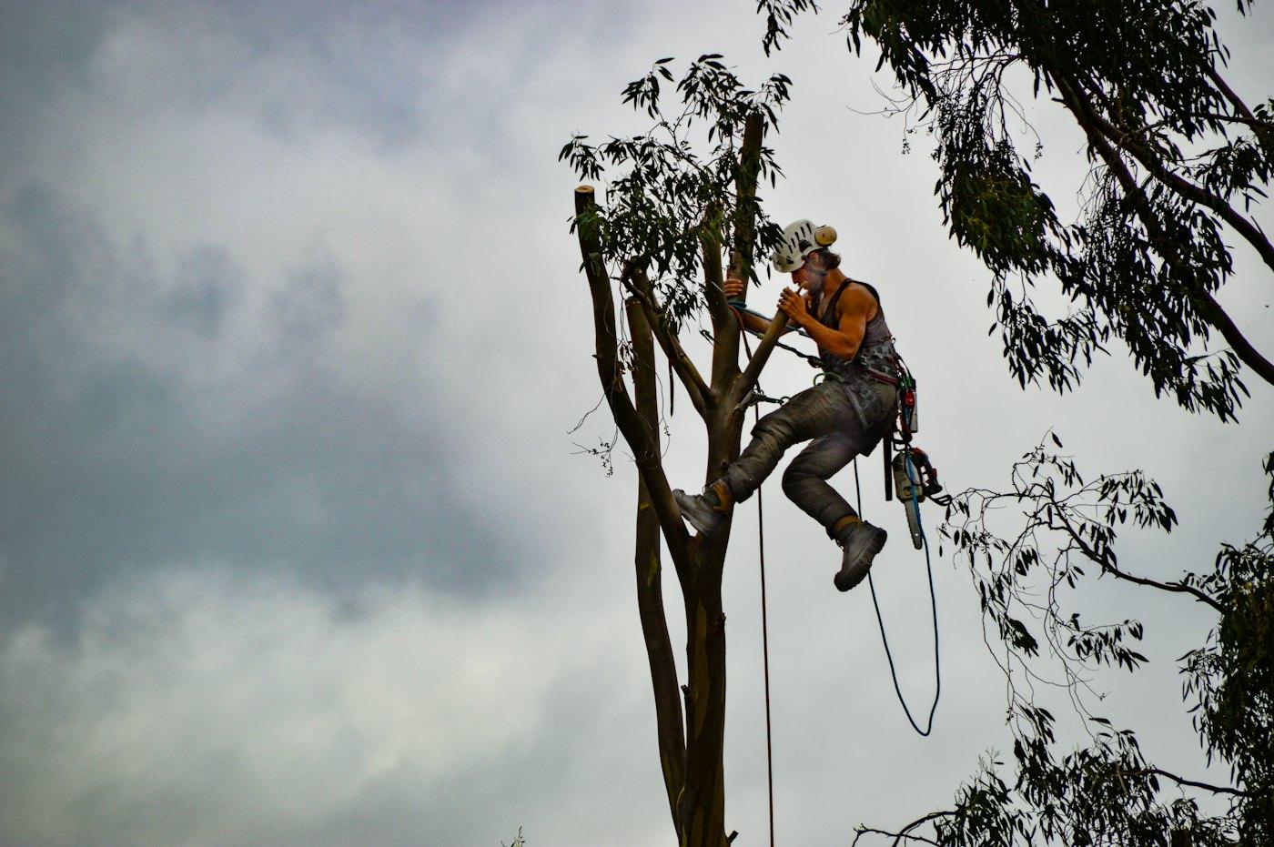 A climber in an orange shirt sitting on a high branch, roped in