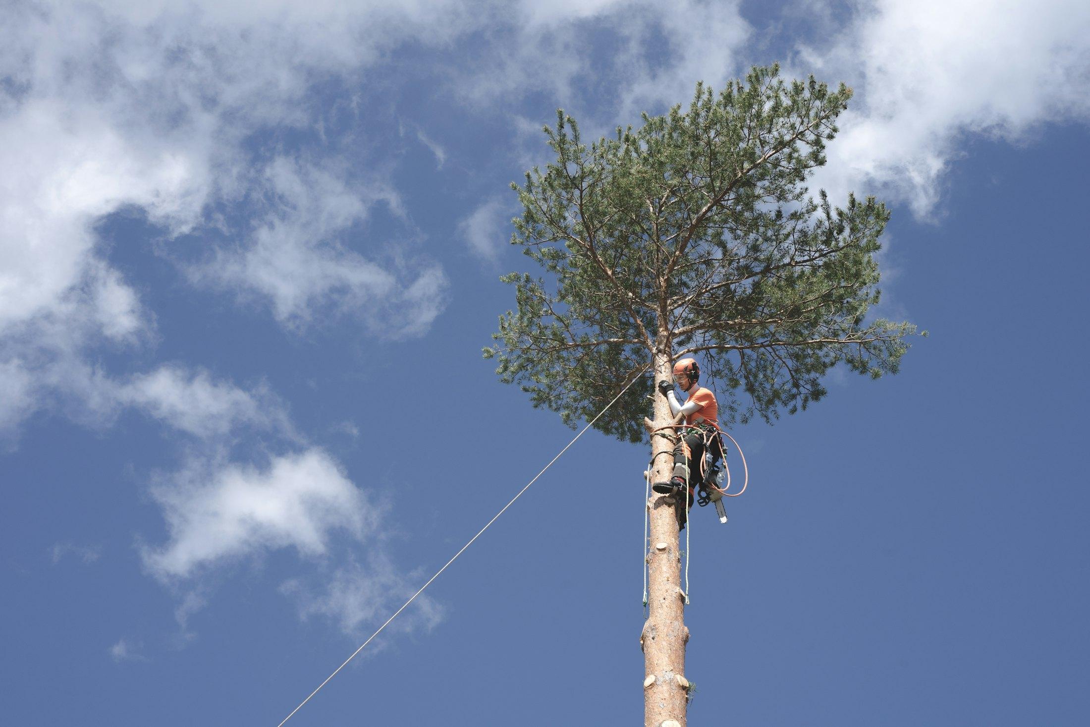 An arborist in an orange helmet tied in near the top of a tall pine against a blue sky