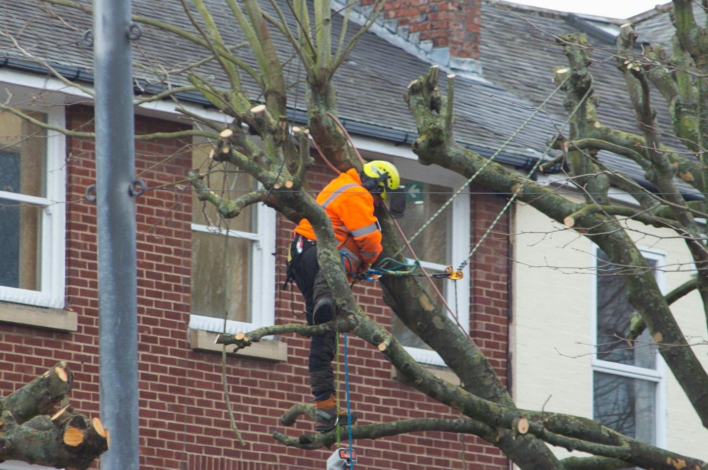 A tree worker in an orange vest trimming branches beside a brick house