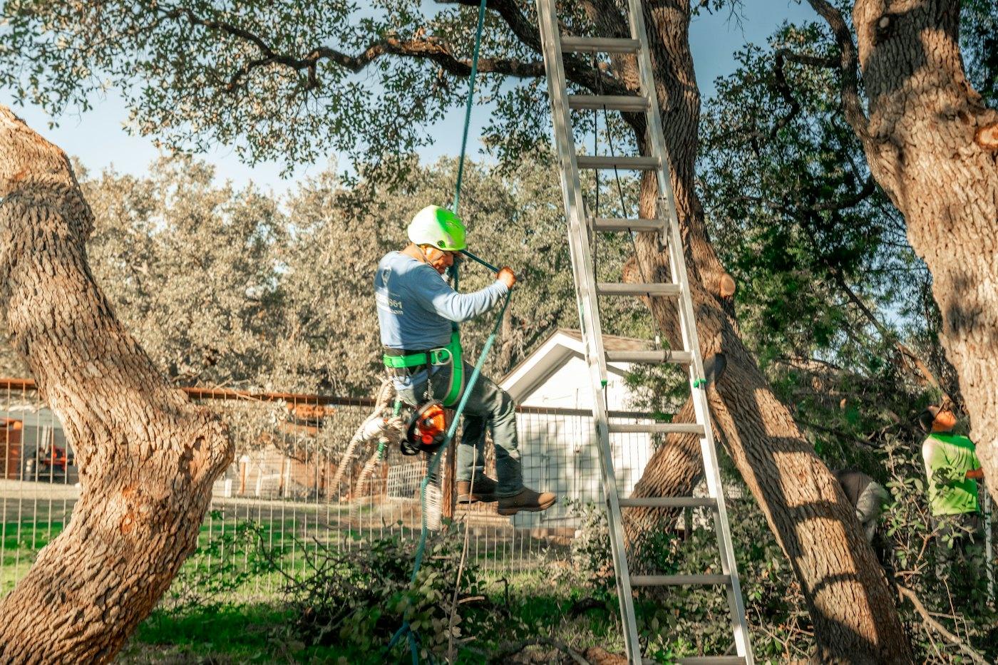 A climber in a helmet working in a large live oak beside a house