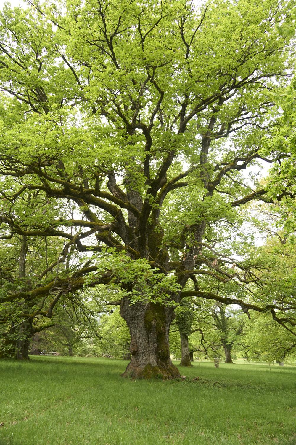 A large, healthy oak tree in full leaf