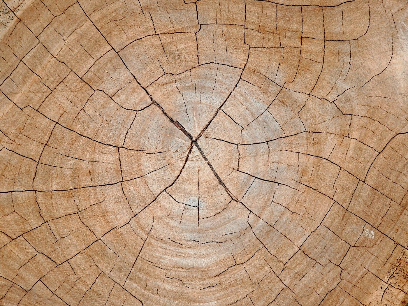 Close-up of the growth rings in a freshly cut trunk
