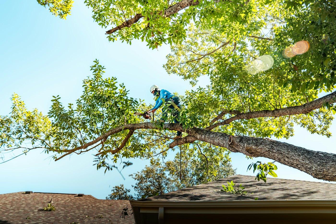 An arborist trimming a live oak branch over a roofline