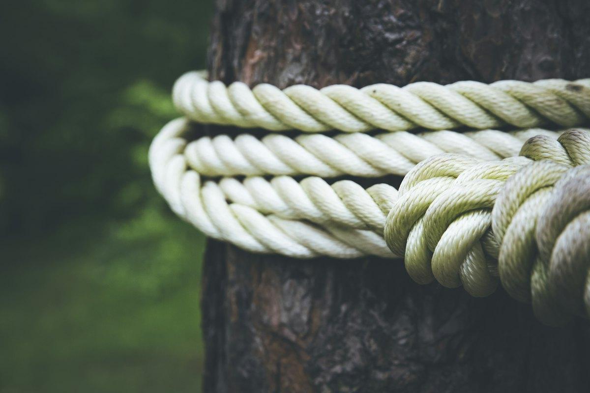 A rope wrapped around a tree trunk