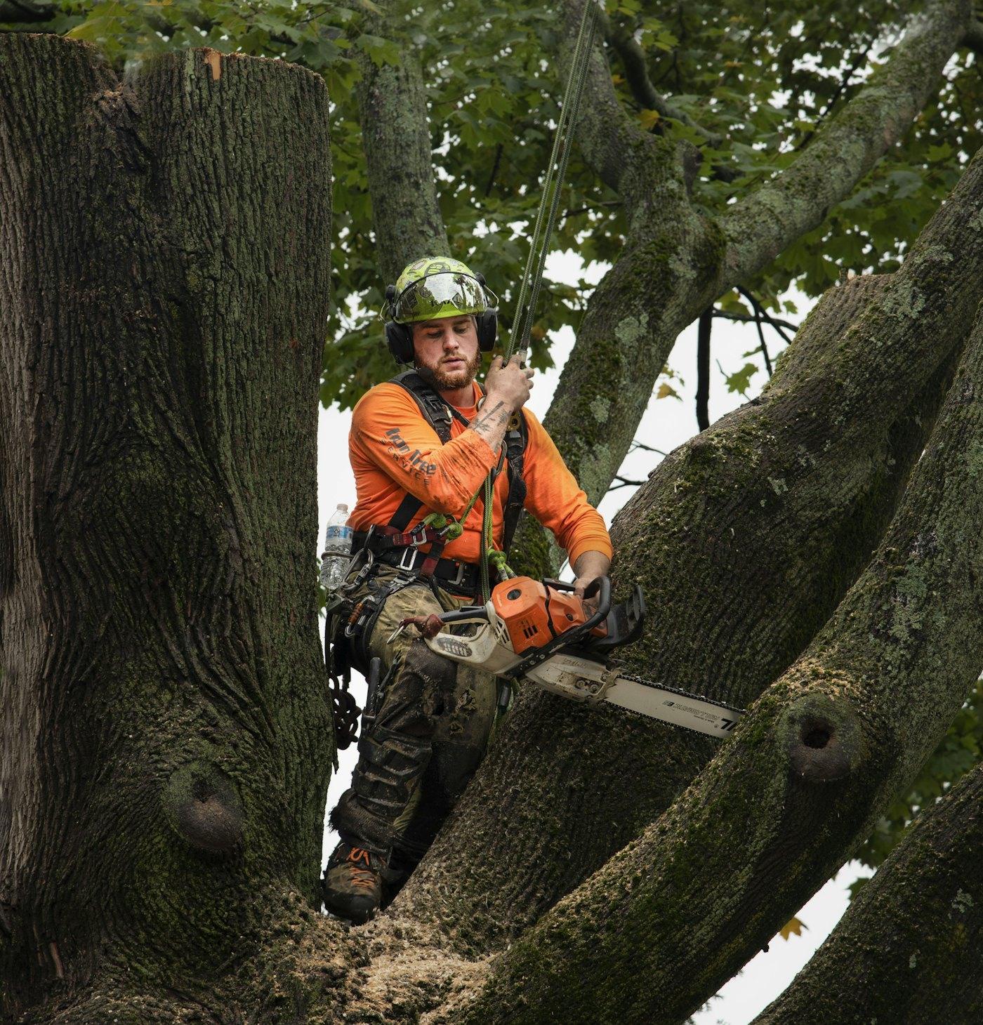 A climber in a helmet and orange shirt cutting a large tree in sections
