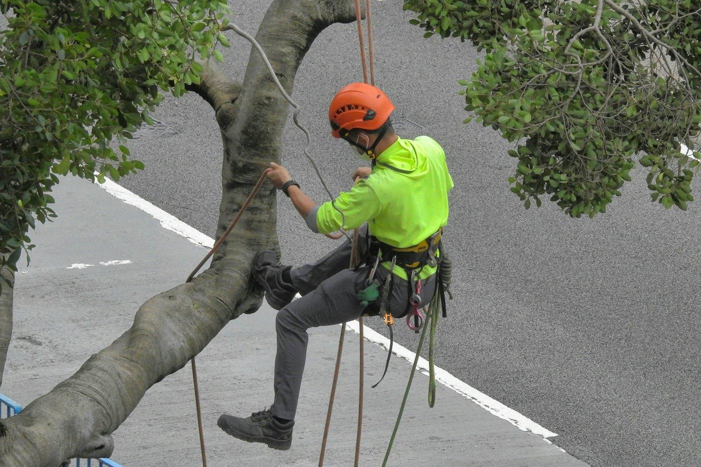 A climber in a bright green shirt and orange helmet ascending a tree on a rope