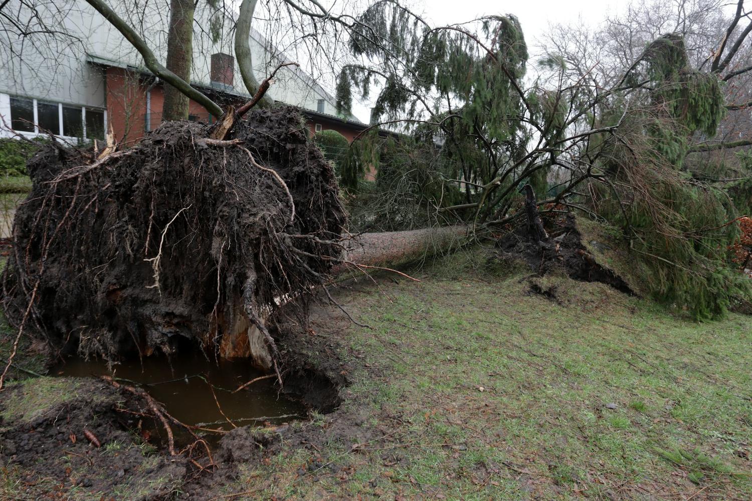 A large tree pulled out by its roots, lying across a yard beside a house