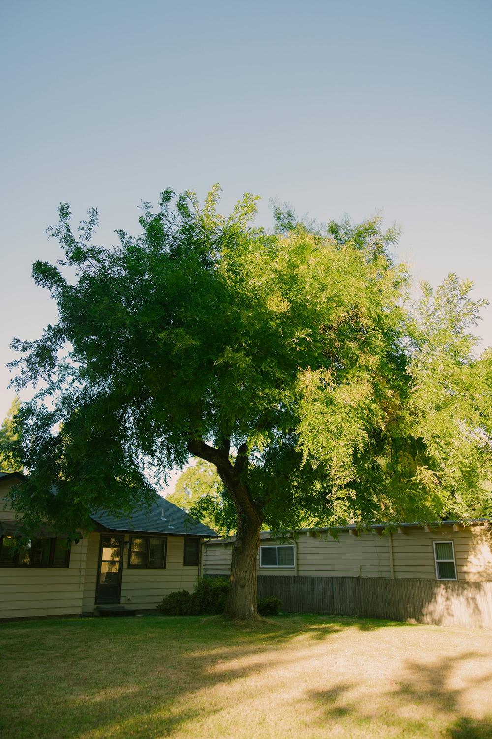 A big shade tree in front of a house with a tidy lawn